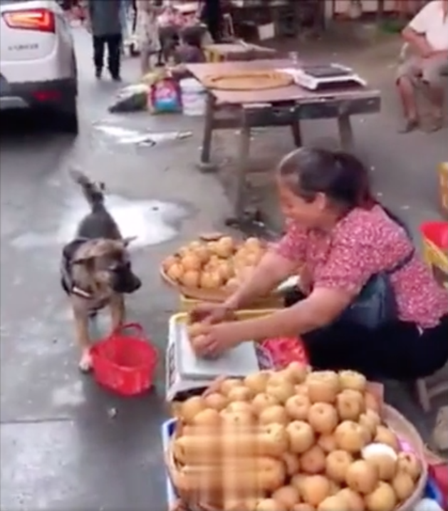 Chú chó tự xách giỏ đi chợ thành thục, còn kì kèo xin thêm gây bất ngờ