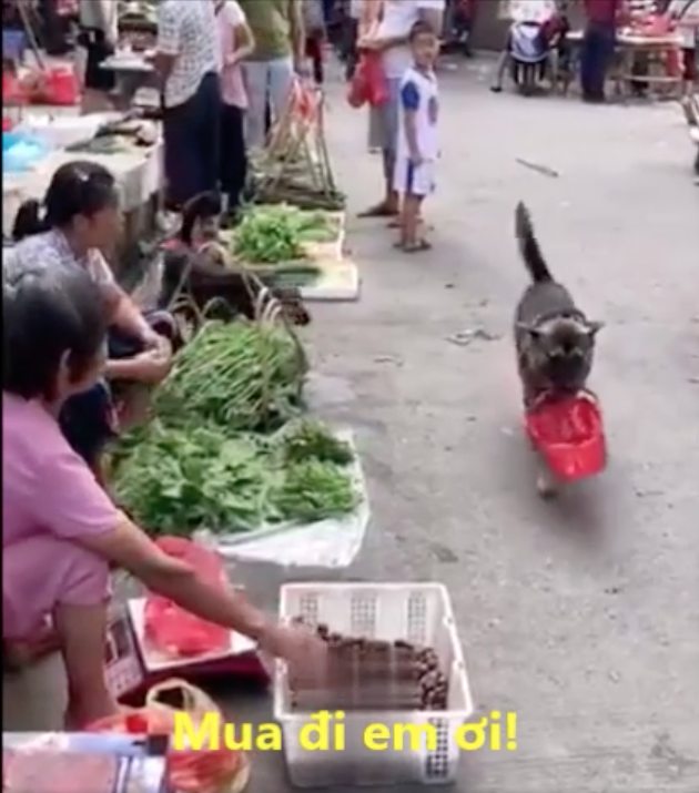Chú chó tự xách giỏ đi chợ thành thục, còn kì kèo xin thêm gây bất ngờ
