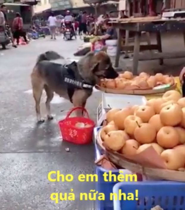 Chú chó tự xách giỏ đi chợ thành thục, còn kì kèo xin thêm gây bất ngờ