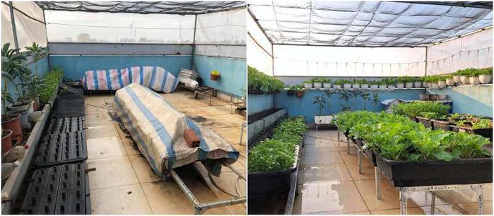 Mẹ đảm trở thành “nông dân sân thượng” với khu vườn 50m2 xanh mướt 