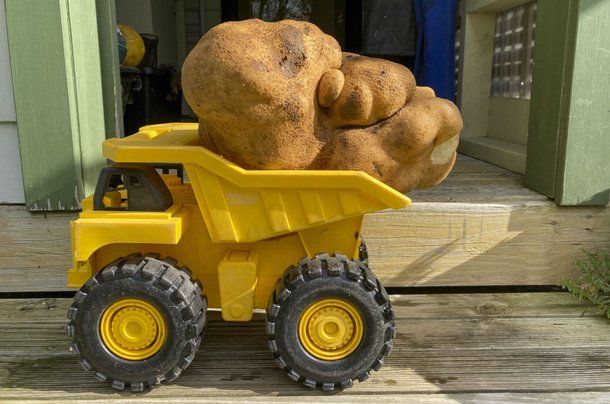 Ngỡ ngàng cặp vợ chồng đào được củ khoai tây đột biến: Nặng 8 kg