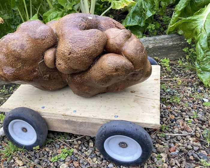 Ngỡ ngàng cặp vợ chồng đào được củ khoai tây đột biến: Nặng 8 kg