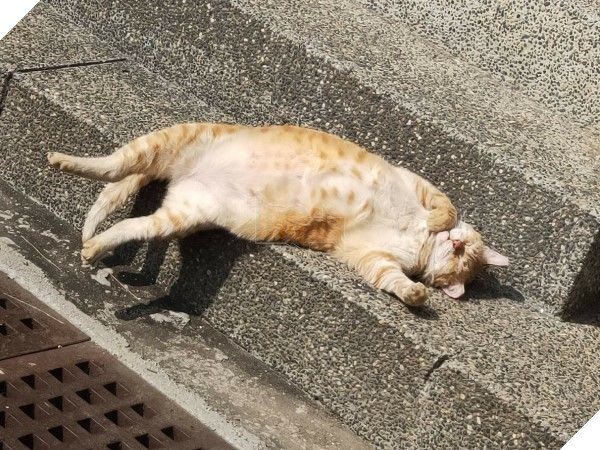 Ngôi trường dạy học sinh yêu thương động vật: Cho mèo làm Hiệu phó