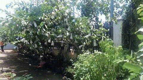 Nhà của các danh hài ở quê: Mạc Văn Khoa, Lê Dương Bảo Lâm to nhất xóm