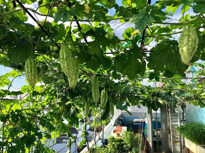 3 bà mẹ trồng rau siêu giỏi: Quỳnh Trần JP có ớt nửa tỷ