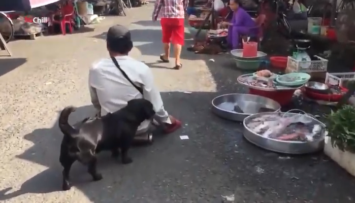 Những chú chó nhiệt tình giúp chủ làm việc nhà: Rửa xe, xách nước