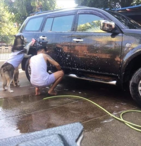 Những chú chó nhiệt tình giúp chủ làm việc nhà: Rửa xe, xách nước