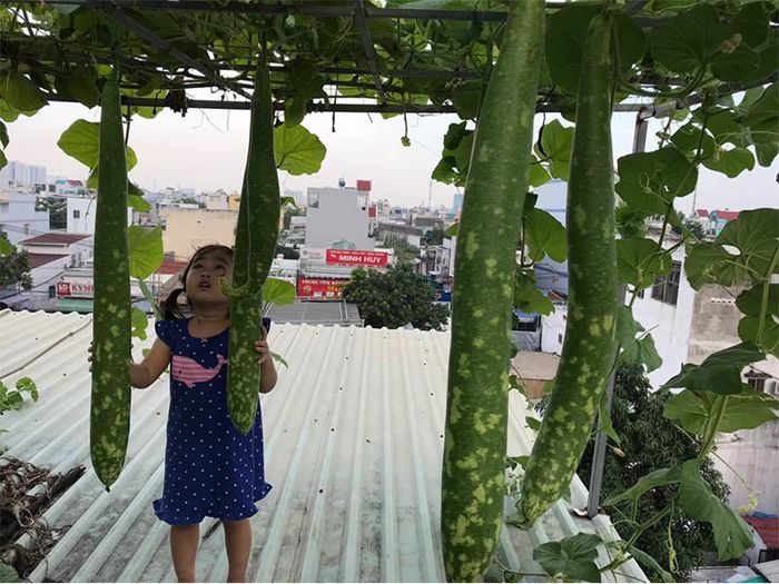 Ông bố SG biến sân thượng cũ thành vườn: trồng rau nuôi cá dư ăn