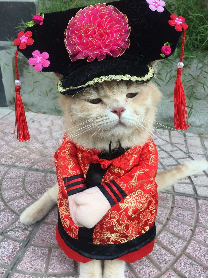 Pha cosplay hot nhất MXH: Sen có tâm đầu tư cho boss làm Bạch Tuyết
