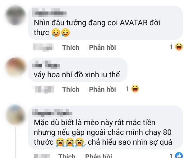 Pha lên đồ hot nhất MXH: Mèo nhân sư diện váy hoa, tóc tết hai bên