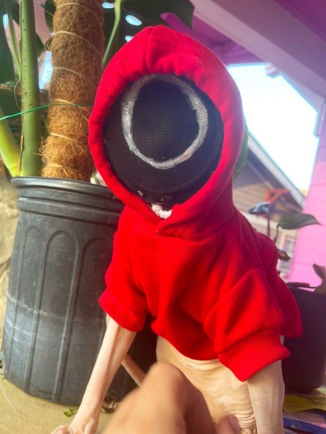 Pha lên đồ hot nhất MXH: Mèo nhân sư diện váy hoa, tóc tết hai bên