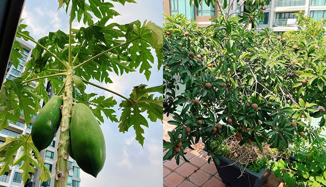Sao Việt trồng rau trong biệt thự: Bảo Thy làm dâu hào môn cực khéo
