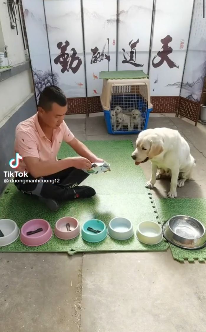 Chú chó nhịn miệng cho đàn con no bụng khi Sen chia thiếu đồ ăn