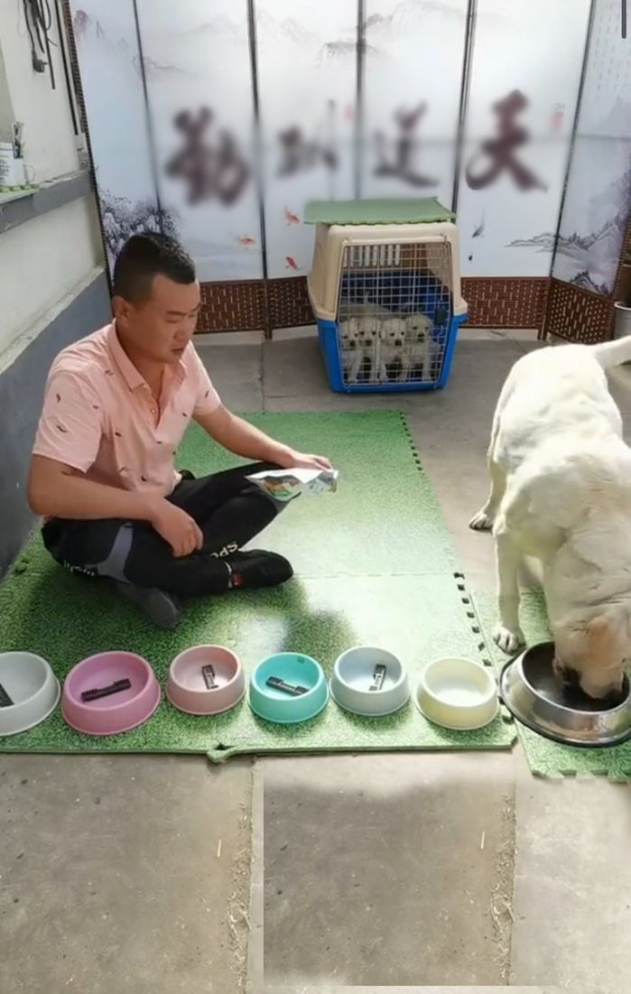 Chú chó nhịn miệng cho đàn con no bụng khi Sen chia thiếu đồ ăn