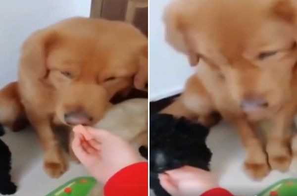 Chú chó nhịn miệng cho đàn con no bụng khi Sen chia thiếu đồ ăn