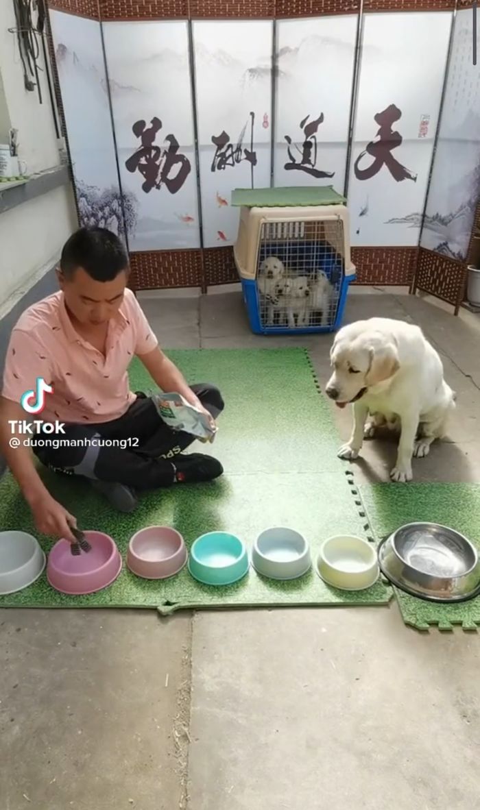 Chú chó nhịn miệng cho đàn con no bụng khi Sen chia thiếu đồ ăn