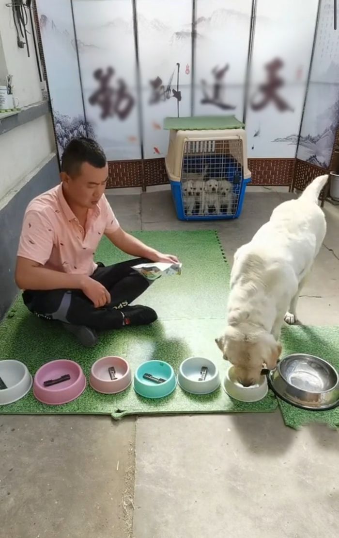 Chú chó nhịn miệng cho đàn con no bụng khi Sen chia thiếu đồ ăn
