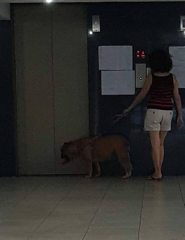 Vụ thú cưng của Sam: Nuôi chó ở chung cư là cuộc chiến không hồi kết