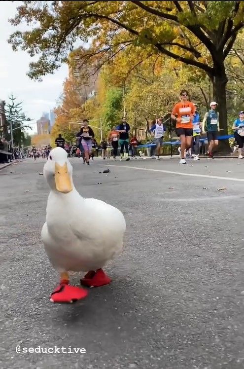 Vịt Donal ngoài đời thật xuất hiện tại cuộc thi marathon ở New York