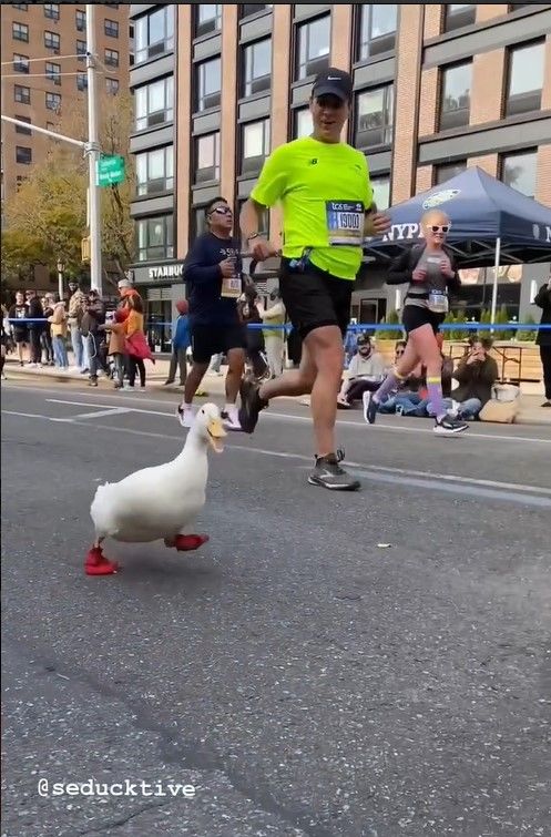 Vịt Donal ngoài đời thật xuất hiện tại cuộc thi marathon ở New York