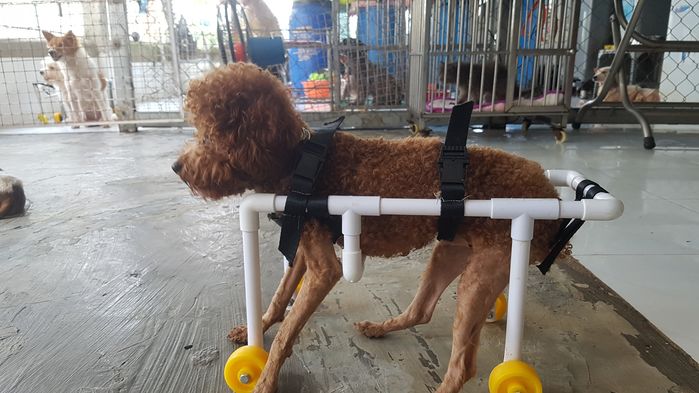 Vợ Việt, chồng Tây tốn 3 năm để chế tạo xe lăn cho chó mèo bị tật ở SG