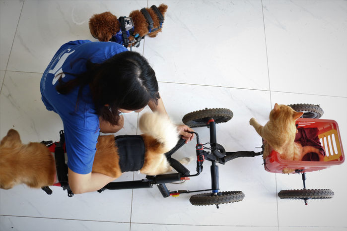 Vợ Việt, chồng Tây tốn 3 năm để chế tạo xe lăn cho chó mèo bị tật ở SG