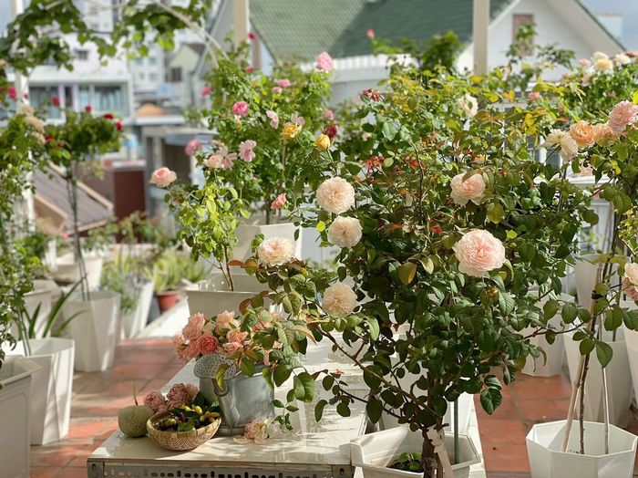 Vườn hoa hồng ngập sắc trên nóc nhà của cô nhân viên văn phòng