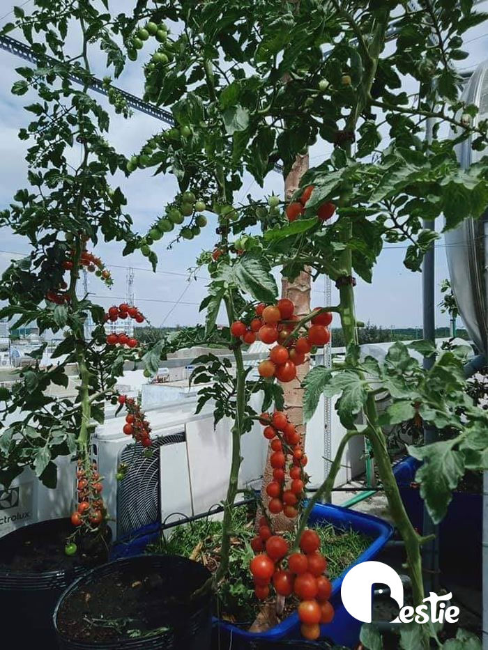 Vườn trái cây trên sân thượng: Ổi nho trĩu quả, bầu bí ăn cả năm