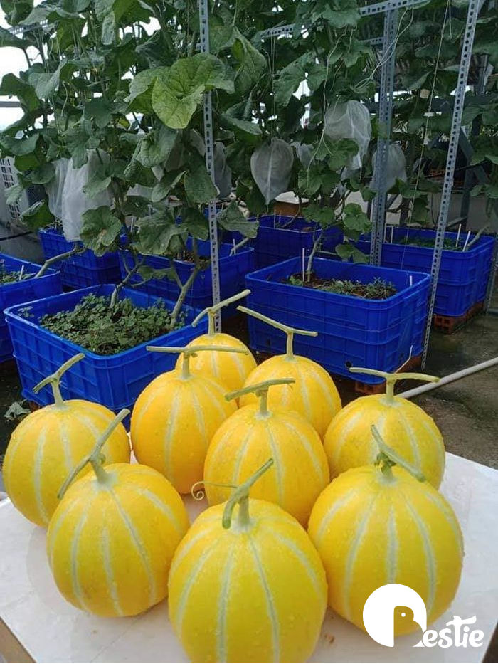Vườn trái cây trên sân thượng: Ổi nho trĩu quả, bầu bí ăn cả năm