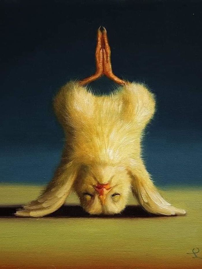 Chú gà thực hiện những động tác Yoga dẻo dai, khỏe đẹp gây sốt