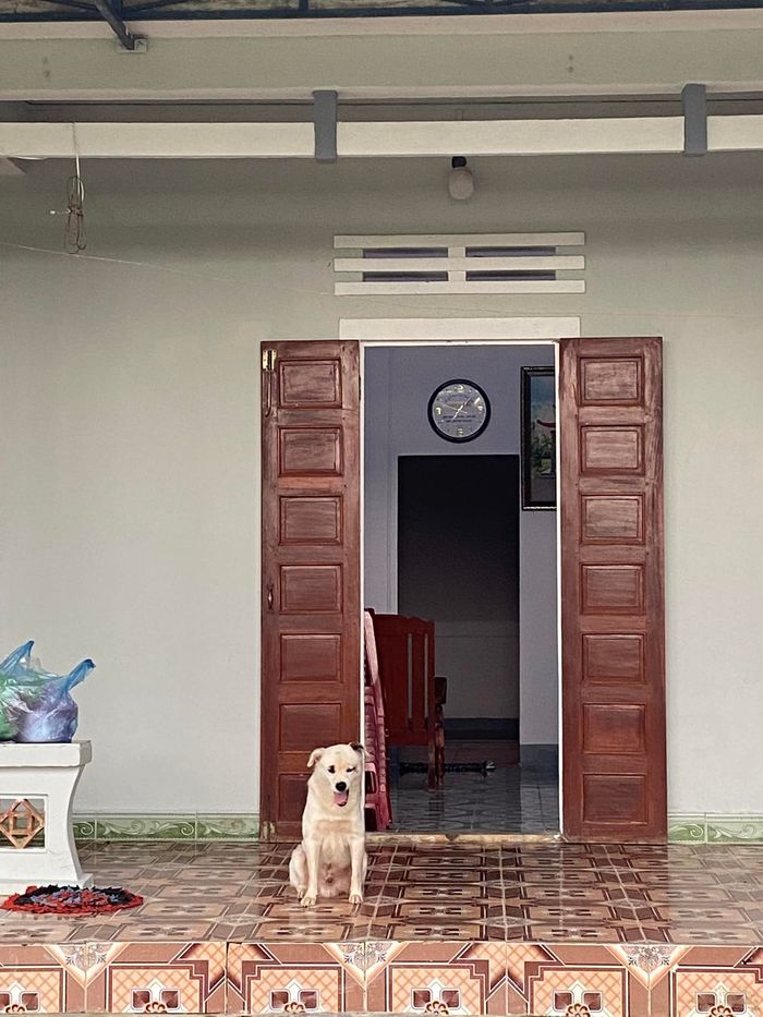 Chú chó được cụ bà cưng như con: Ăn uống chu đáo từng bữa