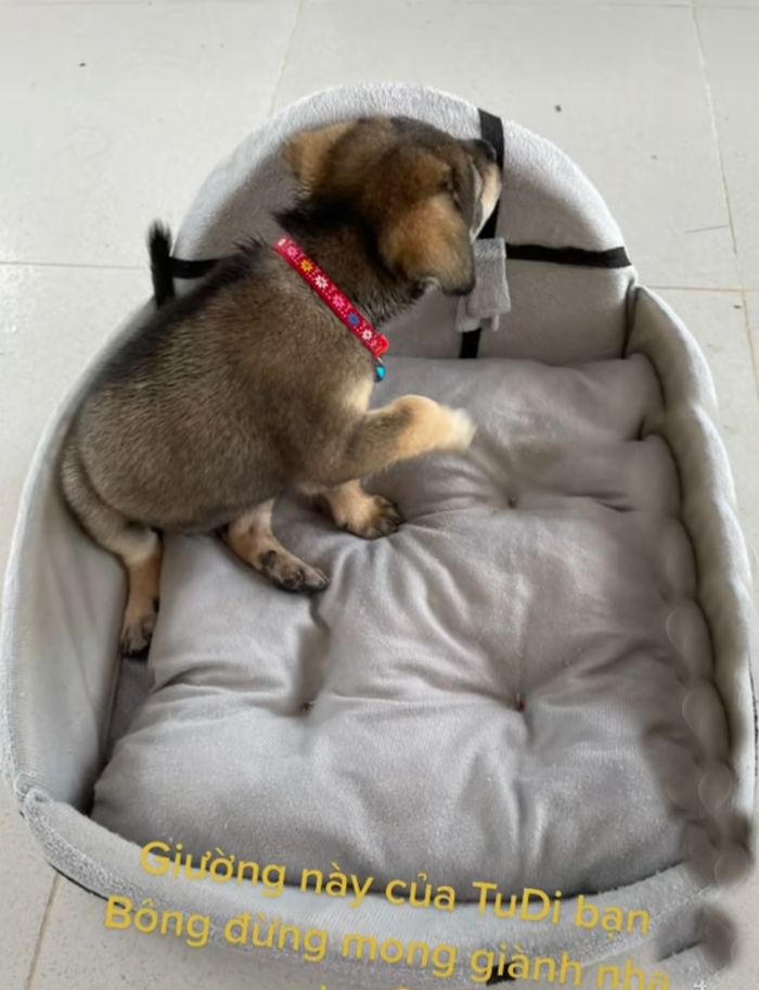 Bé cún duy nhất còn sót lại trong vụ 15 chú chó: Được chăm kỹ lưỡng