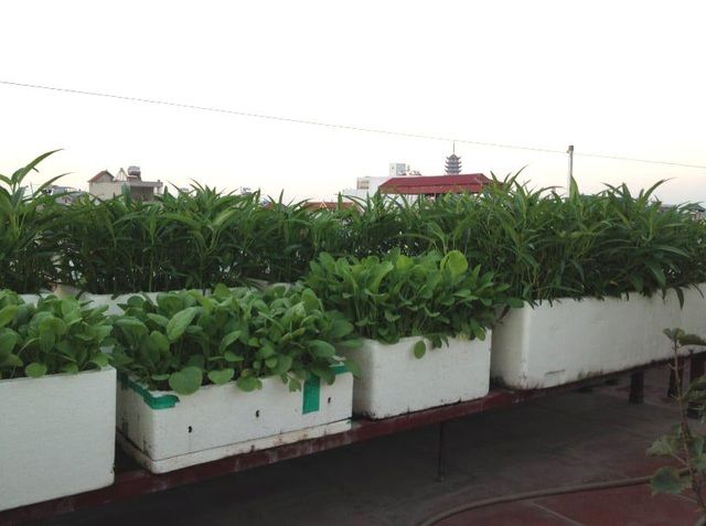 Ông bố đi xin 2 tấn đất, tự bê lên sân thượng làm vườn rau xanh mướt