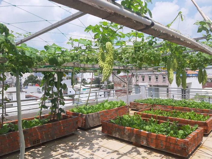 Bỏ ra 20 triệu, ông bố SG làm vườn sân thượng 100m2 đủ các loại rau củ