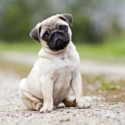 Câu chuyện bi thương đằng sau vẻ ngoài đáng yêu của những chú chó pug