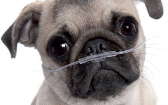 Câu chuyện bi thương đằng sau vẻ ngoài đáng yêu của những chú chó pug