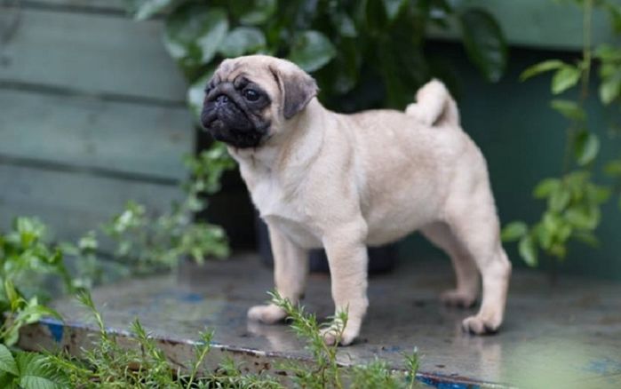 Câu chuyện bi thương đằng sau vẻ ngoài đáng yêu của những chú chó pug
