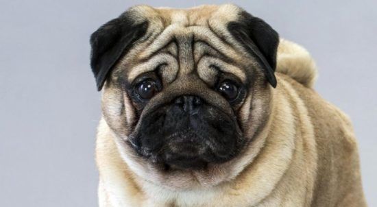 Câu chuyện bi thương đằng sau vẻ ngoài đáng yêu của những chú chó pug