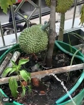 Cây sầu riêng mắn đẻ: Quả mọc kín cây chủ nhà buộc dây vì sợ quá tải