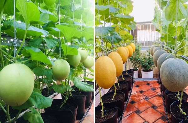 Mẹ đảm biến sân thượng thành siêu thị mini chỉ với 5 triệu đồng