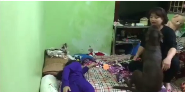 Chú chó bị chủ chửi nhiều nhất TikTok, mỗi lần xuất hiện là triệu view