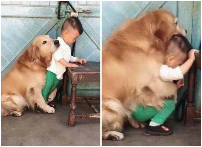 Chú chó bị chủ chửi nhiều nhất TikTok, mỗi lần xuất hiện là triệu view
