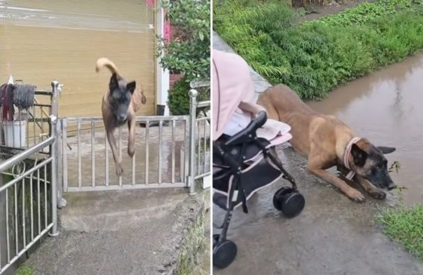 Chú chó thông minh dẫn đường vào bãi rác, người dân kịp cứu bé sơ sinh