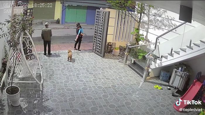 Chú chó trung thành bịn rịn tiễn chủ đi cách ly, ngày ngày ngóng trông