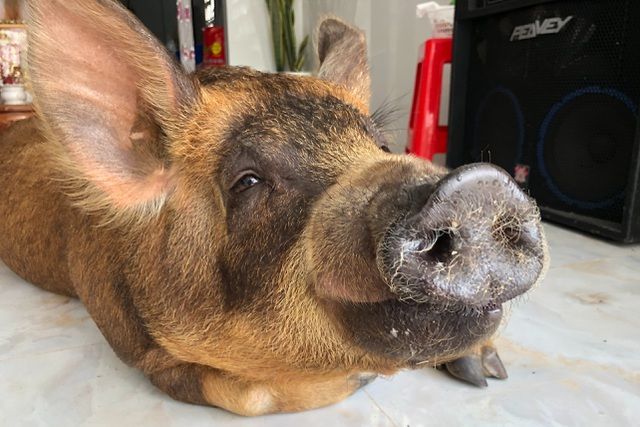 Chú heo được nuôi như thú cưng trong nhà còn ngủ trên nệm với chủ