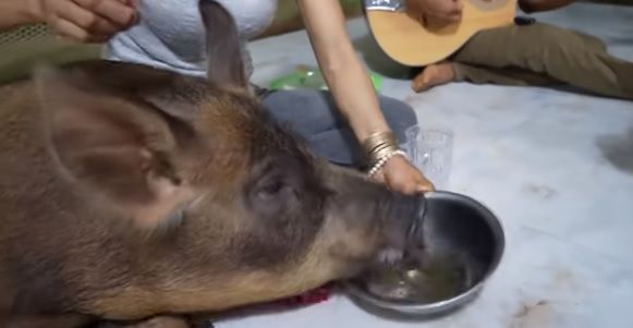 Chú heo được nuôi như thú cưng trong nhà còn ngủ trên nệm với chủ