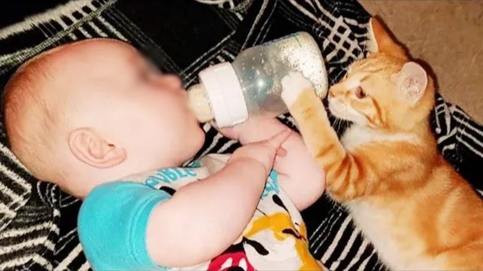Clip chú mèo biết kêu “ông nội ơi” khiến dân mạng xem đều sởn da gà