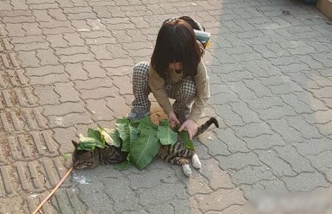 Cô bé lấy lá làm chăn cho em mèo đang nằm sưởi nắng