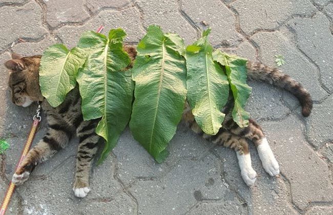 Cô bé lấy lá làm chăn cho em mèo đang nằm sưởi nắng
