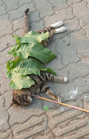 Cô bé lấy lá làm chăn cho em mèo đang nằm sưởi nắng